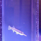 Illustration for article titled Fish Bridge Connects Two Aquariums; if Only Fish Were Smart Enough to Use it